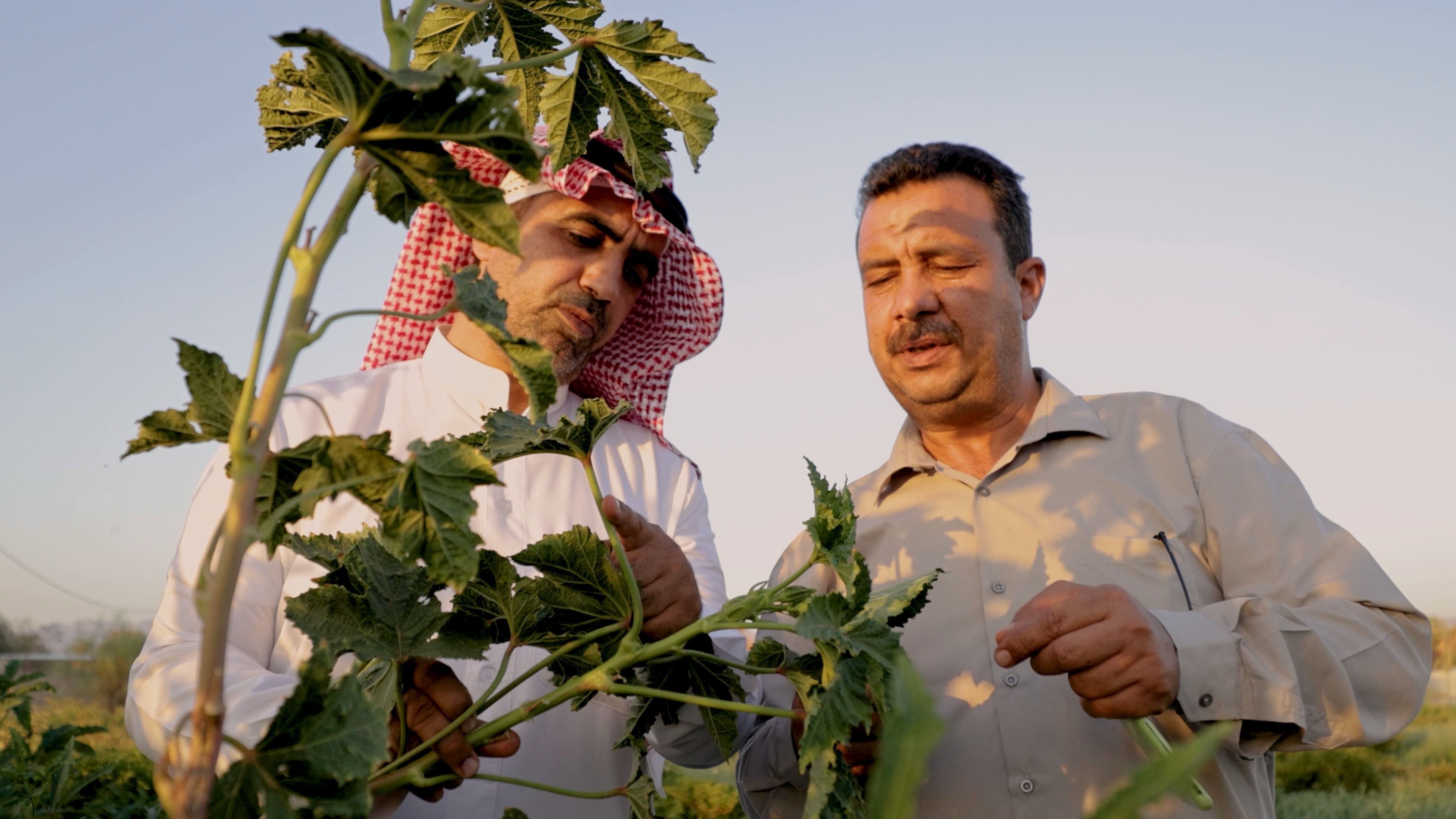من المزارع المحلية إلى قلب وجهة "البحر الأحمر"، منتجات طازجة ويانعة تشكل جوهر تجربة الطهي الفاخرة.