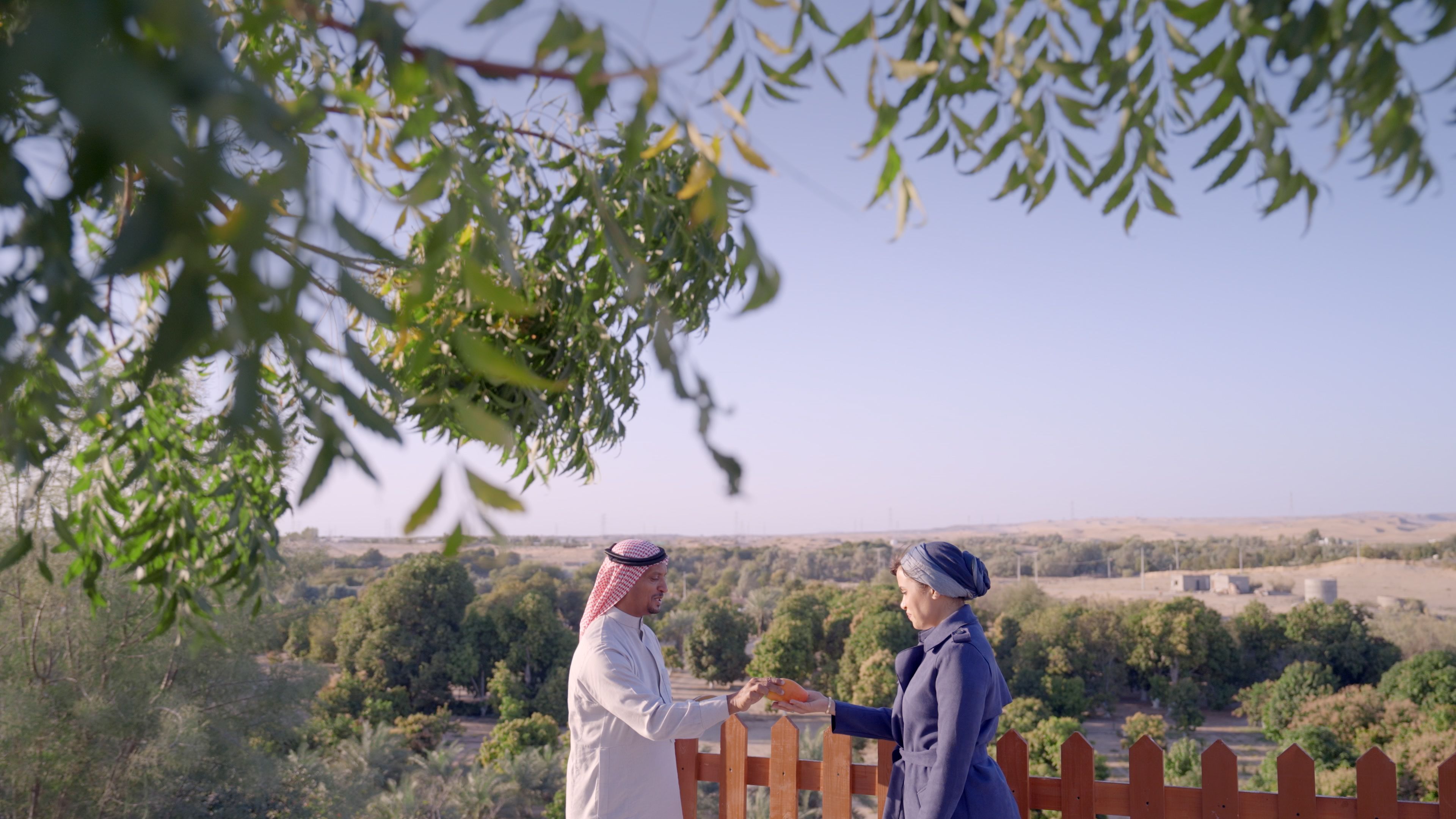 محمد يهدي الشيف أفنان ثمار المانجو